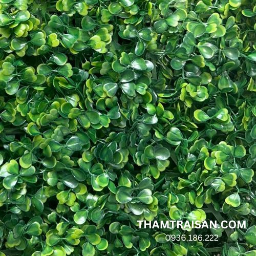 Cỏ tai chuột trang trí tại Senda Carpet