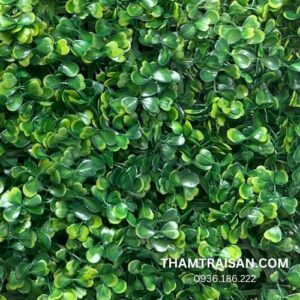 Cỏ tai chuột trang trí tại Senda Carpet