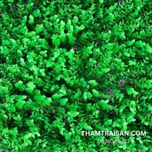 Đặc điểm của cỏ tai chuột