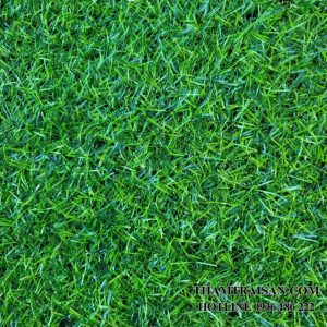 Thảm cỏ tấm ảnh nhân tạo 2cm (2m x 25m)